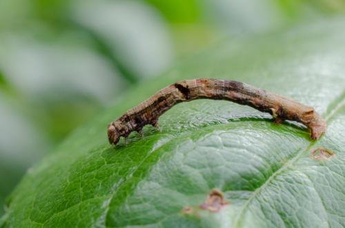 Ectropis crepuscularia